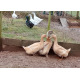 6 Exhibition Quality rare Buff Orpington Duck Hatching Eggs from A&J Poultry
