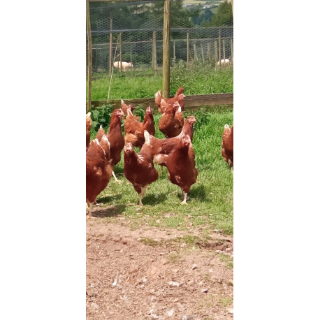 Lohmann Hybrid POL Pullets