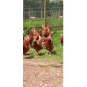Lohmann Brown Hybrid POL Pullets
