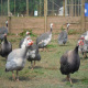 6 Guinea Fowl Eggs