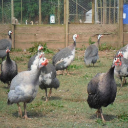 6 Guinea Fowl Eggs