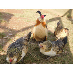 6 Exhibition Quality Quail Barbu d'anvers Bantam Hatching Eggs from A&J Poultry