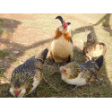 6 Exhibition Quality Quail Barbu d'anvers Bantam Hatching Eggs from A&J Poultry