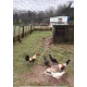 6 Mixed Colour Oxford Old English Game Large Fowl Hatching Eggs from A&J Poultry