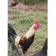6 Mixed Colour Oxford Old English Game Large Fowl Hatching Eggs from A&J Poultry