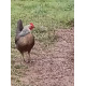 6 Mixed Colour Oxford Old English Game Large Fowl Hatching Eggs from A&J Poultry