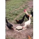 6 Mixed Colour Oxford Old English Game Large Fowl Hatching Eggs from A&J Poultry