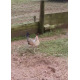 6 Mixed Colour Oxford Old English Game Large Fowl Hatching Eggs from A&J Poultry
