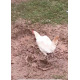 6 Mixed Colour Oxford Old English Game Large Fowl Hatching Eggs from A&J Poultry