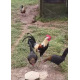6 Mixed Colour Oxford Old English Game Large Fowl Hatching Eggs from A&J Poultry