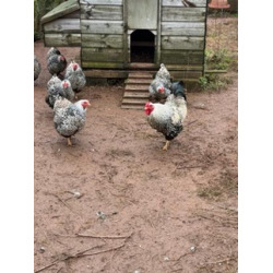 6 Exhibition Quality Silver Laced Wyandotte Bantam Hatching Eggs, A&J Poultry 