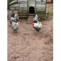 6 Exhibition Quality Silver Laced Wyandotte Bantam Hatching Eggs, A&J Poultry 