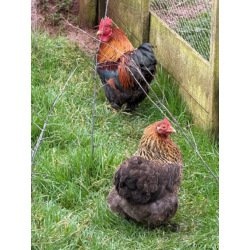 6 Exhibition Quality Golden Partridge Pekin Bantam Hatching Eggs A&J Poultry