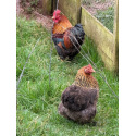 6 Exhibition Quality Golden Partridge Pekin Bantam Hatching Eggs A&J Poultry