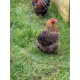 6 Exhibition Quality Golden Partridge Pekin Bantam Hatching Eggs A&J Poultry