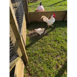 6 Exhibition Quality White Oxford Old English Game Bantam Hatching Eggs A&J Poultry