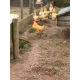 6 Exhibition Quality Buff Plymouth Rock Bantam Hatching Eggs from A&J Poultry