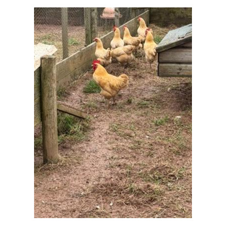 6 Exhibition Quality Buff Plymouth Rock Bantam Hatching Eggs from A&J Poultry