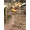 6 Exhibition Quality Buff Plymouth Rock Bantam Hatching Eggs from A&J Poultry