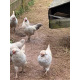 6 Exhibition Quality Lavender Araucana bantam Hatching Eggs from A&J Poultry