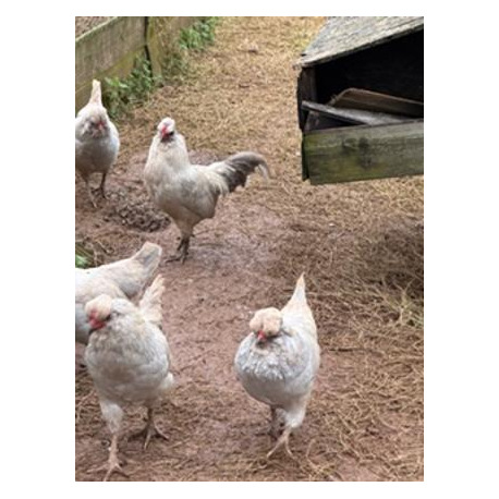 6 Exhibition Quality Lavender Araucana bantam Hatching Eggs from A&J Poultry