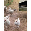 6 Exhibition Quality Lavender Araucana bantam Hatching Eggs from A&J Poultry