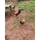 6 Ginger Oxford Old English Game Bantam Hatching Eggs from A&J Poultry