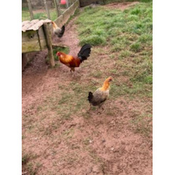6 Ginger Oxford Old English Game Bantam Hatching Eggs from A&J Poultry