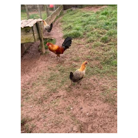6 Ginger Oxford Old English Game Bantam Hatching Eggs from A&J Poultry