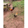 6 Ginger Oxford Old English Game Bantam Hatching Eggs from A&J Poultry