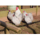 6 Exhibition Quality Selection box of Pekin Bantam Hatching Eggs from A&J Poultry