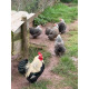 6 Exhibition Quality Selection box of Pekin Bantam Hatching Eggs from A&J Poultry