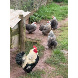 6 Exhibition Quality Selection box of Pekin Bantam Hatching Eggs from A&J Poultry