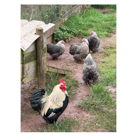 6 Exhibition Quality Selection box of Pekin Bantam Hatching Eggs from A&J Poultry