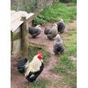 6 Exhibition Quality Selection box of Pekin Bantam Hatching Eggs from A&J Poultry