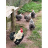 6 Exhibition Quality Selection box of Pekin Bantam Hatching Eggs from A&J Poultry