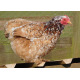 6 Exhibition Quality Selection box of Pekin Bantam Hatching Eggs from A&J Poultry
