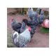 6 Exhibition Quality Selection Box of Marans LF Hatching Eggs from A&J Poultry