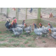 6 Exhibition Quality Selection Box of Marans LF Hatching Eggs from A&J Poultry