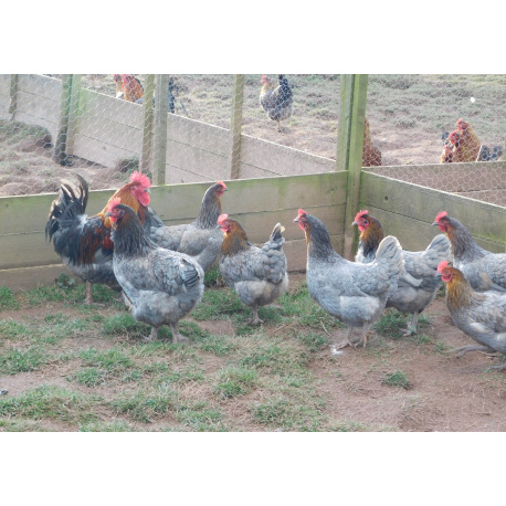 6 Exhibition Quality Selection Box of Marans LF Hatching Eggs from A&J Poultry