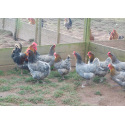 6 Exhibition Quality Selection Box of Marans LF Hatching Eggs from A&J Poultry