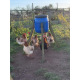 6 Exhibition Quality Selection Box of Marans LF Hatching Eggs from A&J Poultry