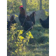 6 Exhibition Quality Selection Box of Marans LF Hatching Eggs from A&J Poultry