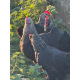 6 Exhibition Quality Selection Box of Marans LF Hatching Eggs from A&J Poultry