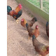 6 Exhibition Quality Welsummer Bantam Hatching Eggs from A&J Poultry