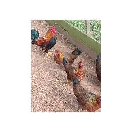 6 Exhibition Quality Welsummer Bantam Hatching Eggs from A&J Poultry