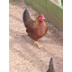 6 Exhibition Quality Welsummer Bantam Hatching Eggs from A&J Poultry