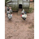 6 Exhibition Quality Selection Box of Pure Breed Bantam Hatching Eggs from A&J Poultry