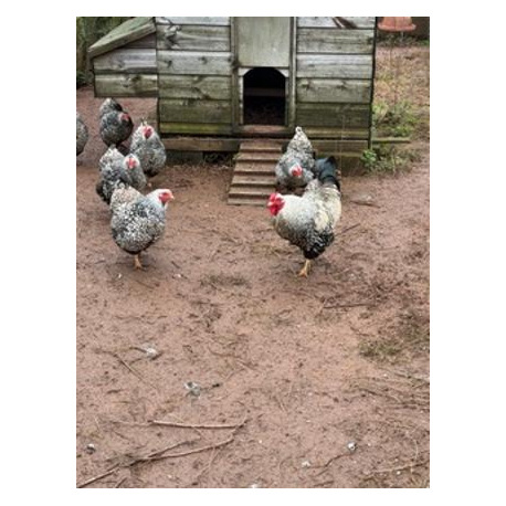 6 Exhibition Quality Selection Box of Pure Breed Bantam Hatching Eggs from A&J Poultry
