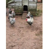 6 Exhibition Quality Selection Box of Pure Breed Bantam Hatching Eggs from A&J Poultry
